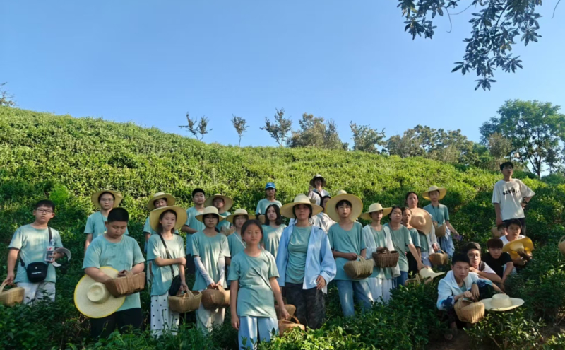 营员们在茶庄体验采茶