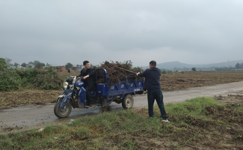 郏县总工会到李口镇闫集村开展助农秋收志愿服务活动
