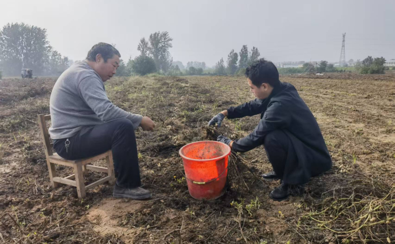 驻村干部助秋收 暖心为民映初心
