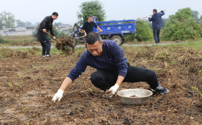 郏县总工会到李口镇闫集村开展助农秋收志愿服务活动